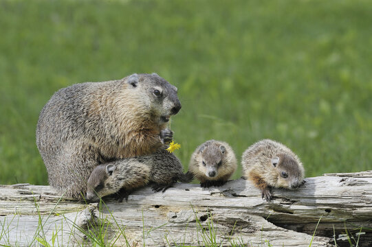 Groundhog with Young, Minnesota, USA
