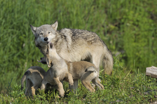 Gray Wolf with Pups, Minnesota, USA