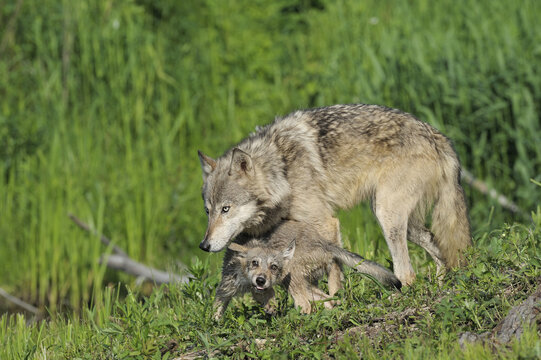 Gray Wolf with Pup, Minnesota, USA