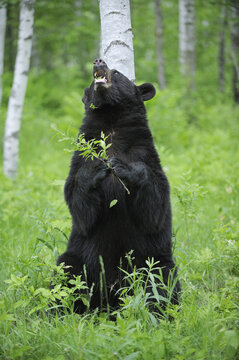 Black Bear in Forest, Minnesota, USA