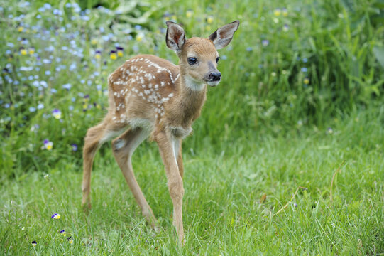 Young White Tailed Deer, Minnesota, USA