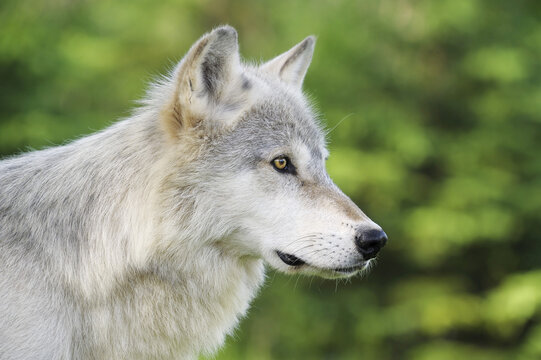Timber Wolf, Minnesota, USA