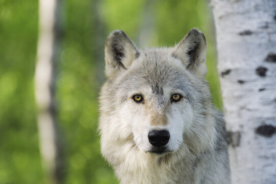 Portrait of Timber Wolf, Minnesota, USA