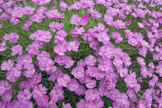 Common Pink, Dianthus Plumarius in Garden, Franconia, Bavaria, Germany