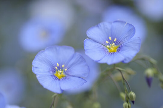 Close-up of Flax Flowers, Bavaria, Germany