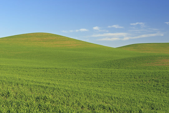 Wheat Field, Palouse Region, Palouse, Whitman County, Washington State, USA