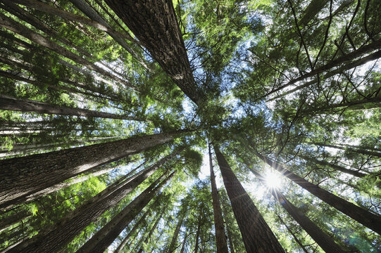 Trees, Olympic National Park, Washington State, USA