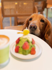 Golden Retriever looking at cake on table