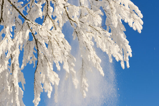 Hoar-frost on Tree Branches, Canton of Zug, Switzerland