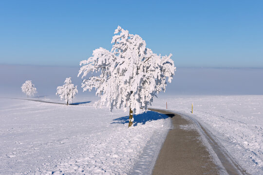 Track and trees with hoar-frost, winter landscape. Canton Zug, Switzerland
