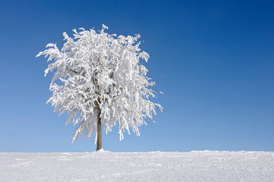 Tree with Hoar-frost, Canton of Zug, Switzerland
