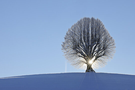 Lime Tree on Hill, Canton of Berne, Switzerland