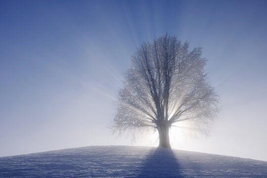 Lime Tree on Hill with Sunbeams, Canton of Zug, Switzerland