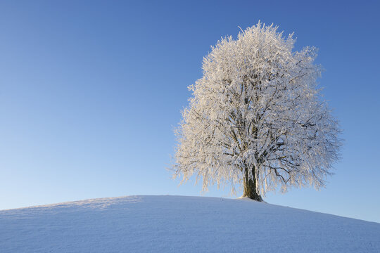 Snow Covered Lime Tree on Hill, Canton of Zug, Switzerland