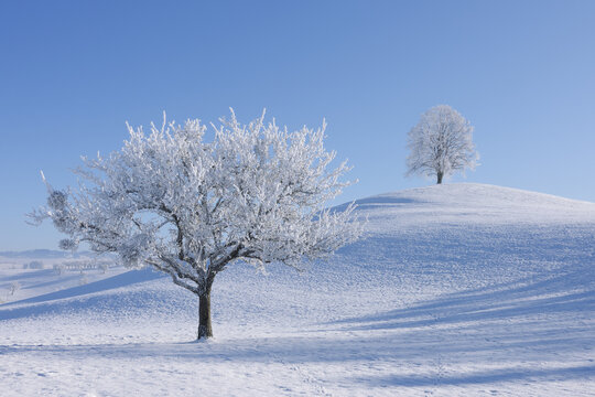 Trees with Hoar-frost, Canton of Zug, Switzerland