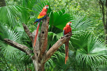 Scarlet Macaws on Tree Stump, Roatan, Bay Islands, Honduras