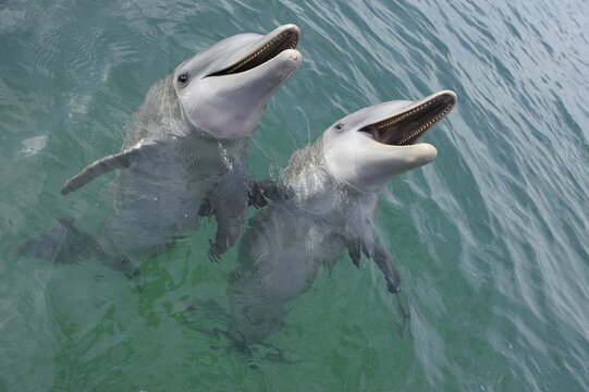 Common Bottlenose Dolphins, Caribbean Sea, Roatan, Bay Islands, Honduras