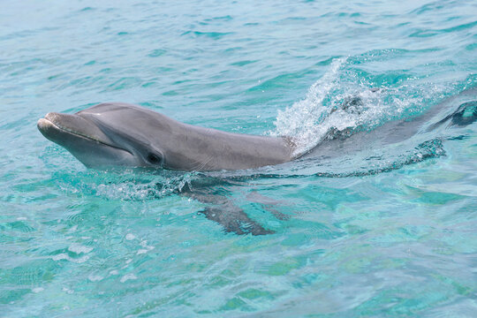 Common Bottlenose Dolphin, Caribbean Sea, Roatan, Bay Islands, Honduras