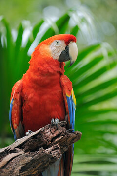 Portrait of Scarlet Macaw, Roatan, Bay Islands, Honduras