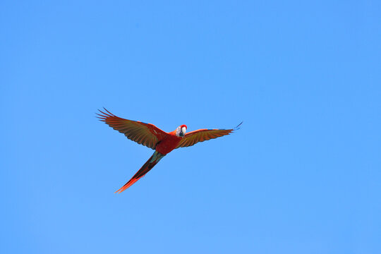Scarlet Macaw in Flight, Roatan, Bay Islands, Honduras