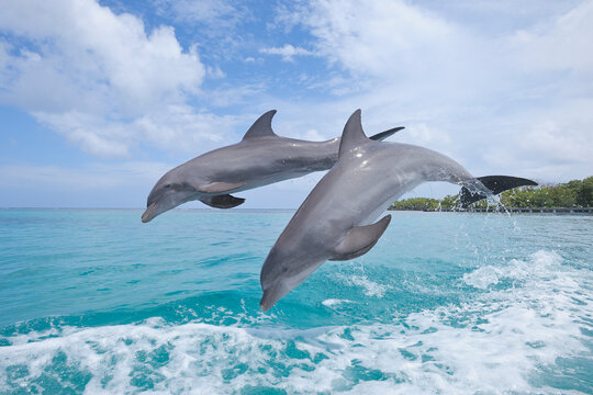 Common Bottlenose Dolphins Jumping in Sea, Roatan, Bay Islands, Honduras