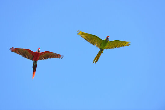 Scarlet Macaw and Great Green Macaw in Flight, Roatan, Bay Islands, Honduras