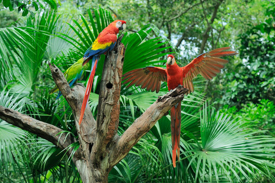 Scarlet Macaws on Tree Stump, Roatan, Bay Islands, Honduras