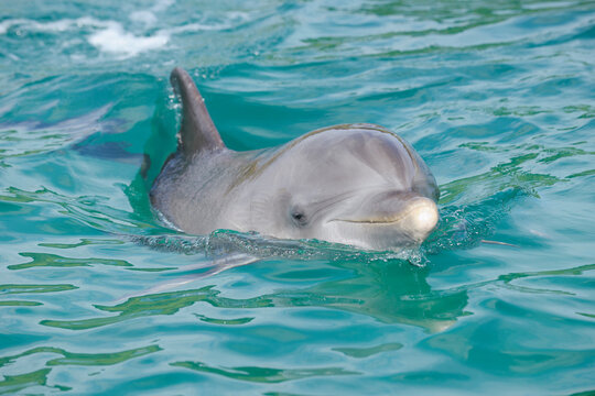 Common Bottlenose Dolphin, Roatan, Bay Islands, Honduras