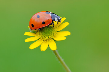 Seven Spot Ladybird on Flower