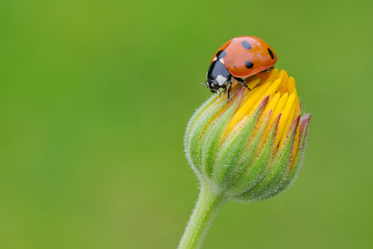 Seven Spot Ladybird on Flower