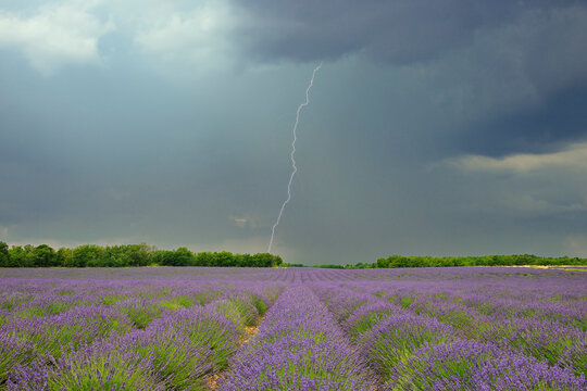 Lightning Storm over Lavender Field, Valensole Plateau, Alpes-de-Haute-Provence, Provence, France