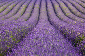 English Lavender Field, Valensole, Valensole Plateau, Alpes-de-Haute-Provence, Provence-Alpes-Cote d´Azur, France