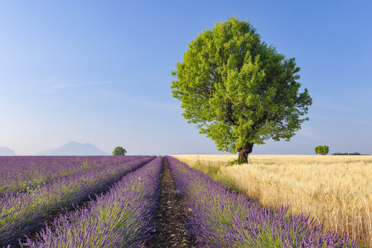 Tree in Lavender and Wheat Field, Valensole Plateau, Alpes-de-Haute-Provence, Provence-Alpes-Cote d&acute;Azur, Provence, France