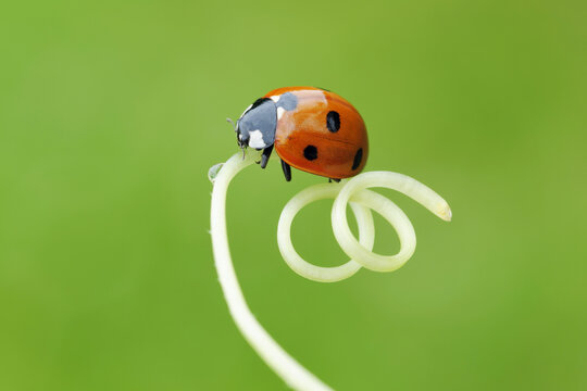 Seven Spot Ladybird, Franconia, Bavaria, Germany