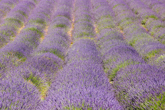 English Lavender Field, Valensole, Valensole Plateau, Alpes-de-Haute-Provence, Provence-Alpes-Cote d&acute;Azur, France