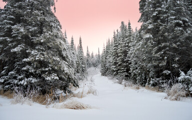 winter landscape with snow covered trees