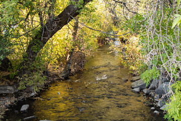 Fototapeta premium small stream in the forest