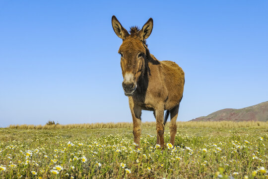 Donkey, Oia, Santorini Island, Cyclades Islands, Greek Islands, Greece