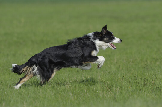 Border Collie, Bavaria, Germany