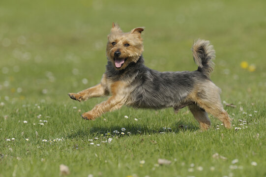 Australian Terrier, Bavaria, Germany