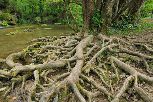 Roots of Tree by River, Jura, Franche-Comte, France