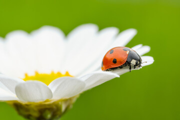 Seven Spot Ladybird (Coccinella septempunctata) on Leucanthemum (Leucanthemum vulgare) on green background. Bavaria, Germany.
