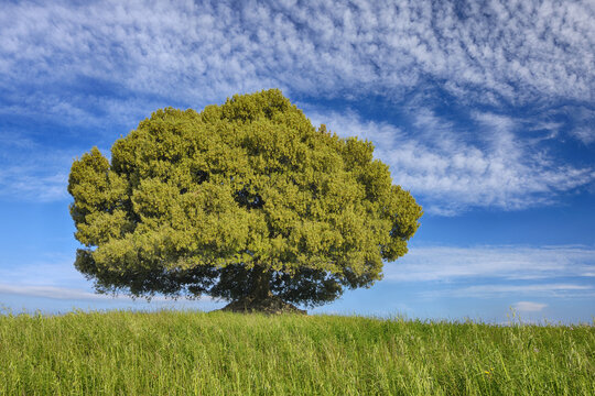 Holm Oak (Quercus ilex)  standing alone in meadow with dramatic sky. Tuscany, Mediterranean Area, Italy.