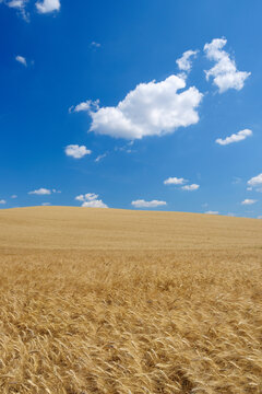 Wheat Field with Puffy Clouds in Sky in Summer, Val d Orcia, Siena Province, Tuscany, Italy