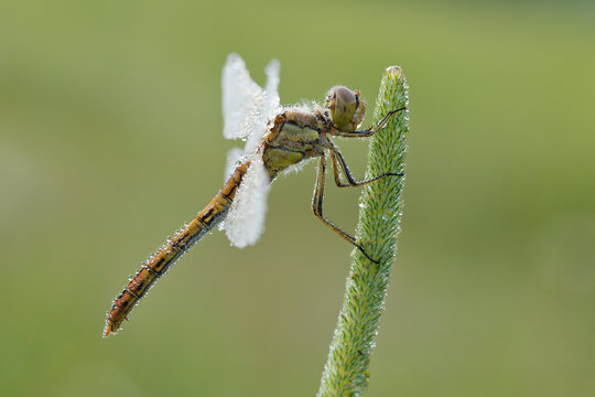 Close-up of Vagrant Darter (Sympetrum vulgatum) Dragonfly, Bavaria, Germany