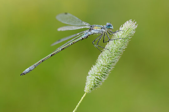 Close-up of Male Emerald Damselfly (Lestes sponsa), Bavaria, Germany