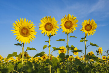 Common Sunflowers (Helianthus annuus) against Clear Blue Sky, Tuscany, Italy