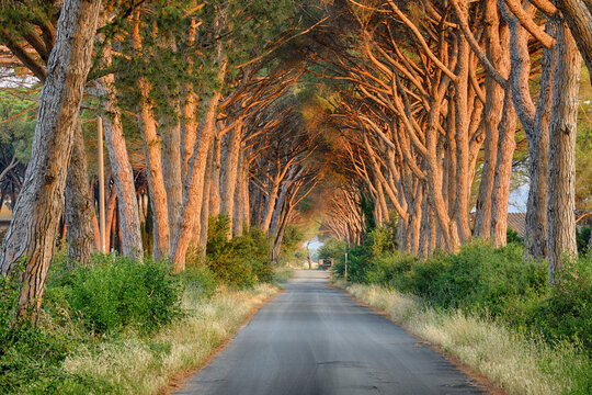 Avenue Lined with Pine Trees at Sunrise, Tuscany, Italy