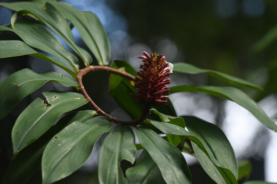 A Crepe Ginger   blossom on it spiral shape stem,found in a Sarawak  forest.