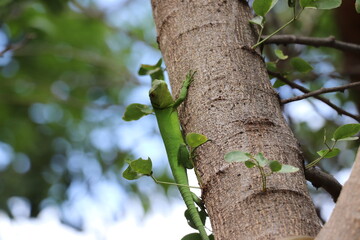 Cría de Iguana